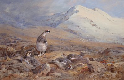 On the Ptarmigan Ground (akvarelli) tekijältä Archibald Thorburn