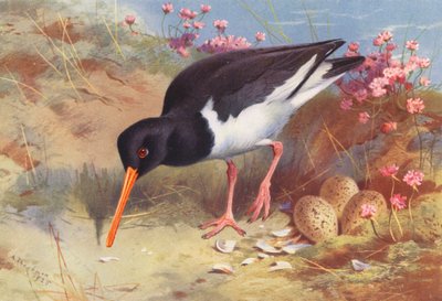 Oyster-Catcher (värilitro) tekijältä Archibald Thorburn