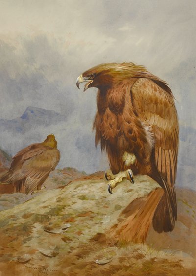 Pari kultakotkia tekijältä Archibald Thorburn