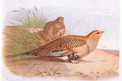 Pallass Sand Grouse, teoksesta Birds of the British Isles and Their Eggs, julkaissut Frederick Warne & Co Ltd, 1958. tekijältä Archibald Thorburn