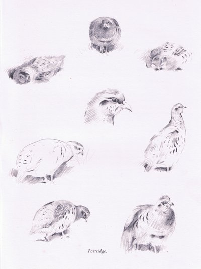 Partridges, 1938 tekijältä Archibald Thorburn
