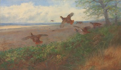 Peltopyyt lennossa tekijältä Archibald Thorburn