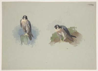 Peregrine falcon uros, n. 1915 (akvarelli ja vartaloväri kynällä paperille) tekijältä Archibald Thorburn
