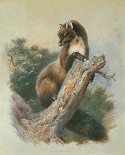 Mänty Marten tekijältä Archibald Thorburn