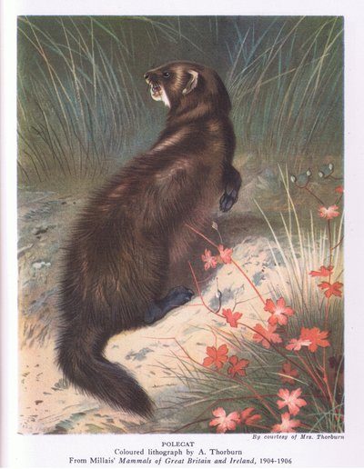 Collinsin julkaisema Polecat, Nature in Britain tekijältä Archibald Thorburn