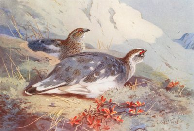 Metsäkauris (koiras ja naaras, syksy) (värilitro) tekijältä Archibald Thorburn