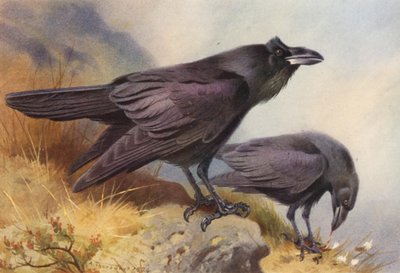 Korppi (värilitra) tekijältä Archibald Thorburn