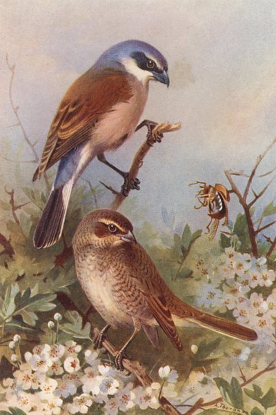 Punatulkku (uros ja naaras) (värilitografia) tekijältä Archibald Thorburn