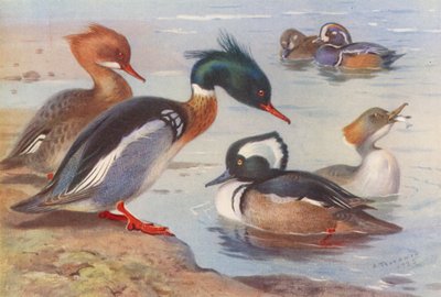 Punarintainen meriharakka (koiras ja naaras), harlekiinisorsa (koiras ja naaras), kapustarinta (koiras ja naaras) (värilitografia). tekijältä Archibald Thorburn