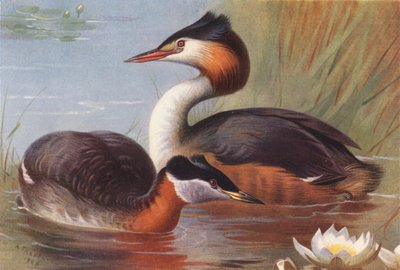 Punakaulahaikara, harmaahaikara (värilitografia) tekijältä Archibald Thorburn
