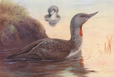 Punakurkkuinen sukeltaja (värilitro) tekijältä Archibald Thorburn