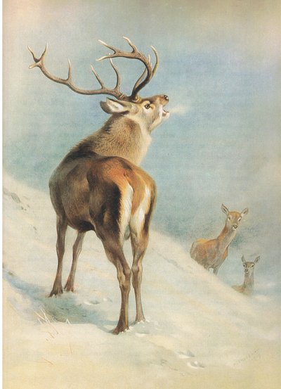 Red Deer, teoksesta Thorburn