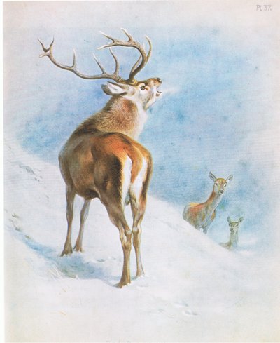 Red Deer, pubi. kirjoittanut Book Club Associates tekijältä Archibald Thorburn