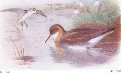 Red Necked Phalarope (kesä ja syksy), Frederick Warne & Co Ltd:n julkaisemasta teoksesta Birds of the British Isles and Their Eggs, 1958. tekijältä Archibald Thorburn