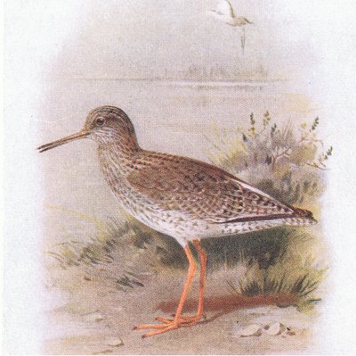 Redshank, teoksesta Birds of the British Isles and Their Eggs, julkaissut Frederick Warne & Co Ltd, 1958. tekijältä Archibald Thorburn