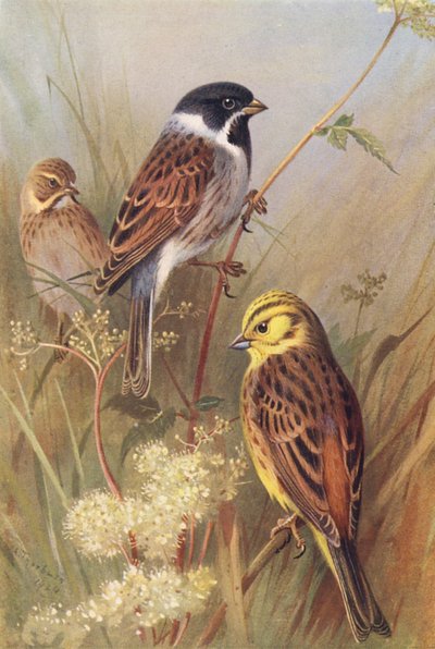 Reed-Bunting (uros ja naaras), Yellow Bunting tai Yellow Hammer (värilitro). tekijältä Archibald Thorburn