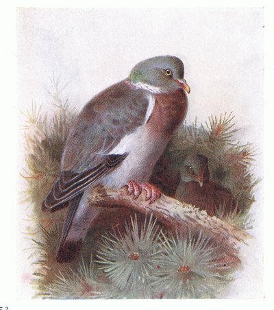 Ring Dove, teoksesta Birds of the British Isles and Their Eggs, jonka on julkaissut Frederick Warne & Co Ltd, 1958. tekijältä Archibald Thorburn