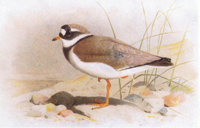 Ringed Plover, teoksesta Birds of the British Isles and Their Eggs, julkaissut Frederick Warne & Co Ltd, 1958. tekijältä Archibald Thorburn