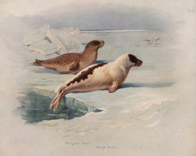 Norppa, grönlihylje tekijältä Archibald Thorburn