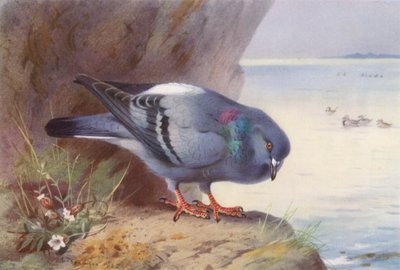 Kalliokyyhkynen (värilitra) tekijältä Archibald Thorburn