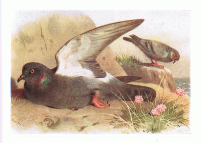 Rock Dove, teoksesta Birds of the British Isles and Their Eggs, julkaissut Frederick Warne & Co Ltd, 1958. tekijältä Archibald Thorburn