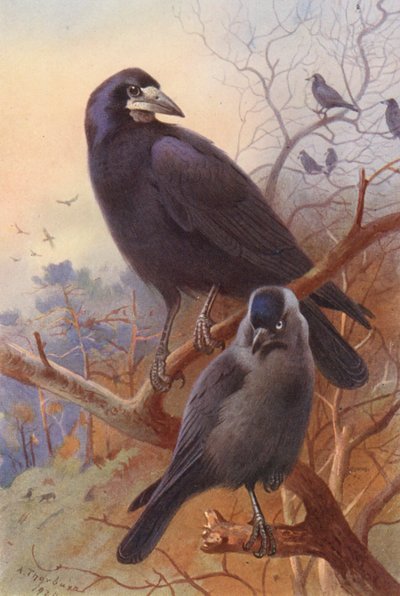 Rook, Jackdaw (värilitografia) tekijältä Archibald Thorburn