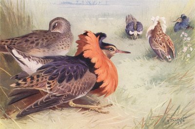 Ruff (neljä uros- ja naarastyyppiä) (värilitografia) tekijältä Archibald Thorburn