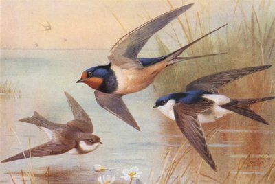 Sand-Martin, Swallow, Martin (värilitro). tekijältä Archibald Thorburn