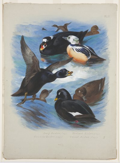 Scoters and stellers haahka, n. 1915 (akvarelli ja vartaloväri kynällä paperille) tekijältä Archibald Thorburn