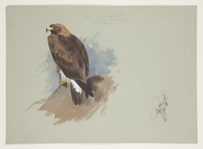 Merikotka ja lyijykynäluonnos kanista, n. 1915 (akvarelli ja vartaloväri kynällä paperille) tekijältä Archibald Thorburn