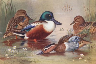 Lapasorsa (koiras ja naaras), räkättirastas (koiras ja naaras) (värilitografia) tekijältä Archibald Thorburn
