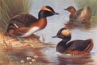 Slavonian Grebe, Little Grebe, Black-Necked Grebe (värilitografia) tekijältä Archibald Thorburn