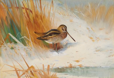 Snipe in kiire tekijältä Archibald Thorburn