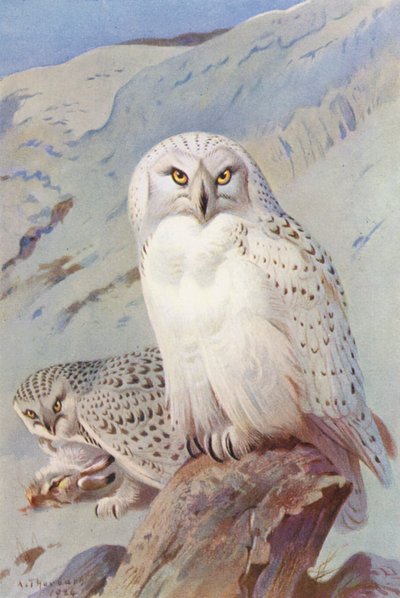 Lumipöllö (värilitro) tekijältä Archibald Thorburn