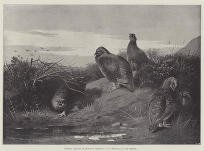 Urheiluaiheita, Daybreak on the 12th tekijältä Archibald Thorburn