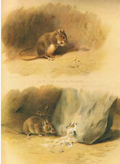 St Kilda House Mouse and Common Mouse, Longmans and Co:n julkaisemasta Thorburns Mammalsista, c. 1920 tekijältä Archibald Thorburn