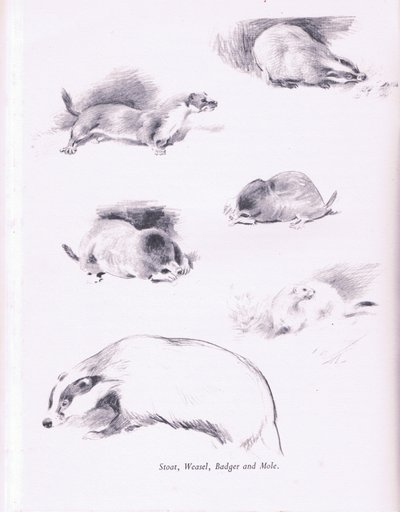 Stoat, lumikko, mäyrä ja myyrä, 1938 tekijältä Archibald Thorburn