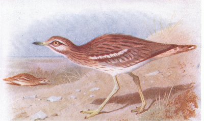 Stone Curlew, teoksesta Birds of the British Isles and Their Eggs, jonka on julkaissut Frederick Warne & Co Ltd, 1958. tekijältä Archibald Thorburn