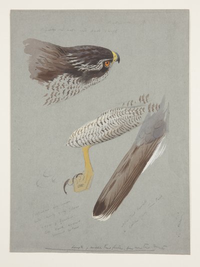 Tutkimuksia koirashaukkasen päästä, jaloista ja siipeistä, n. 1915 (akvarelli ja vartaloväri kynällä paperille) tekijältä Archibald Thorburn