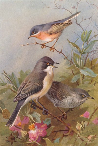 Subalpine Warbler, Orphean Warbler, Barred Warbler (värilitografia) tekijältä Archibald Thorburn