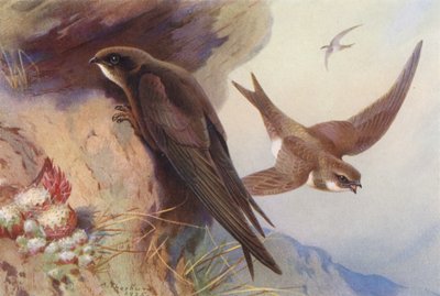 Swift, Alpine Swift (värilitografia) tekijältä Archibald Thorburn
