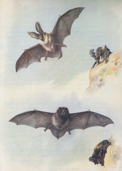 Barbastelle tekijältä Archibald Thorburn