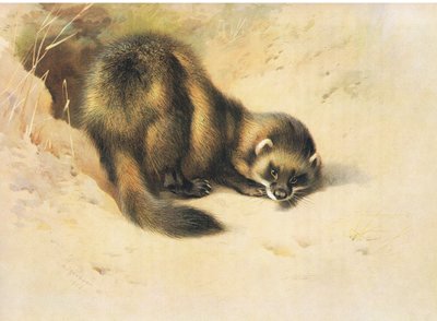 The Polecat, Thorburn