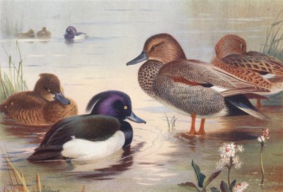 Tukkasorsa (uros ja naaras), lapasorsa (uros ja naaras) (värilitografia) tekijältä Archibald Thorburn