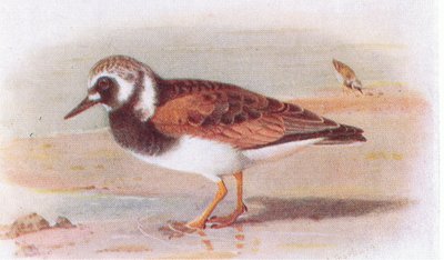 Turnstone, teoksesta Birds of the British Isles and Their Eggs, julkaissut Frederick Warne & Co Ltd, 1958. tekijältä Archibald Thorburn