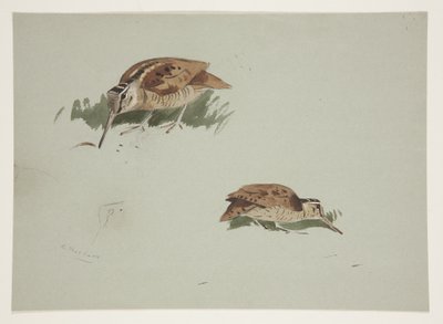 Kaksi vinjettiä puukukkoa, n. 1915 (akvarelli ja vartaloväri kynällä paperille) tekijältä Archibald Thorburn