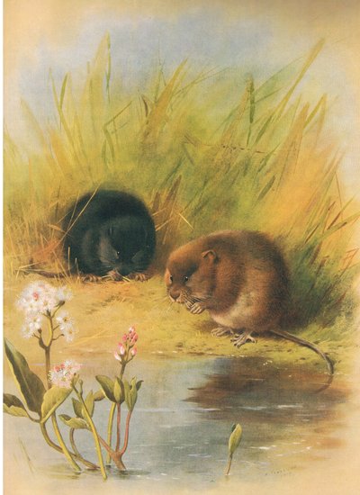 Water Vole, Thorburn