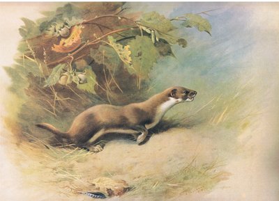 Weasel, julkaisusta Thorburns Mammals, julkaisija Longmans and Co, c. 1920 tekijältä Archibald Thorburn