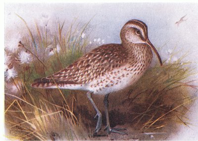 Whimbrel, teoksesta Birds of the British Isles and Their Eggs, julkaissut Frederick Warne & Co Ltd, 1958. tekijältä Archibald Thorburn