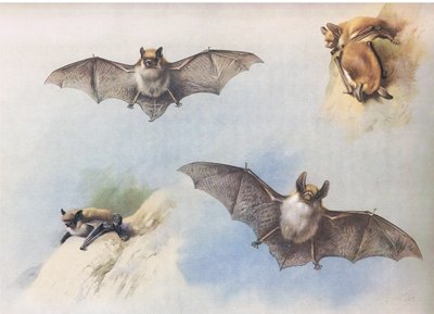 Whiskered Bat ja Bechsteinin Bat, Thorburn